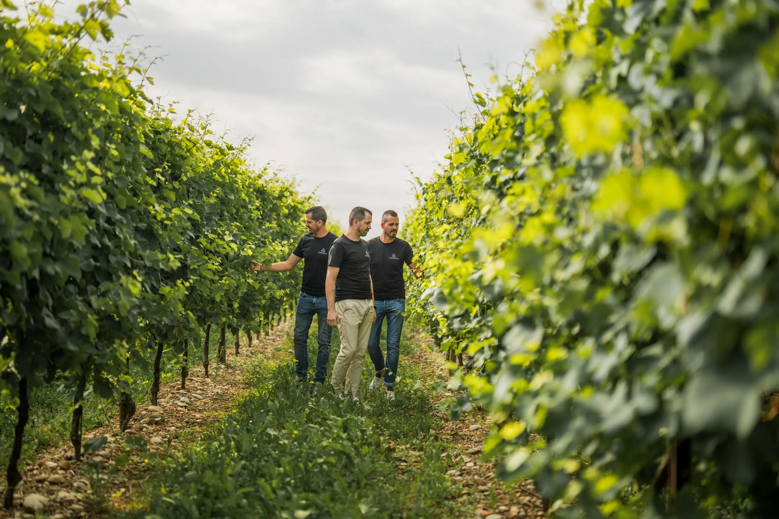 Fratelli nei vigneti