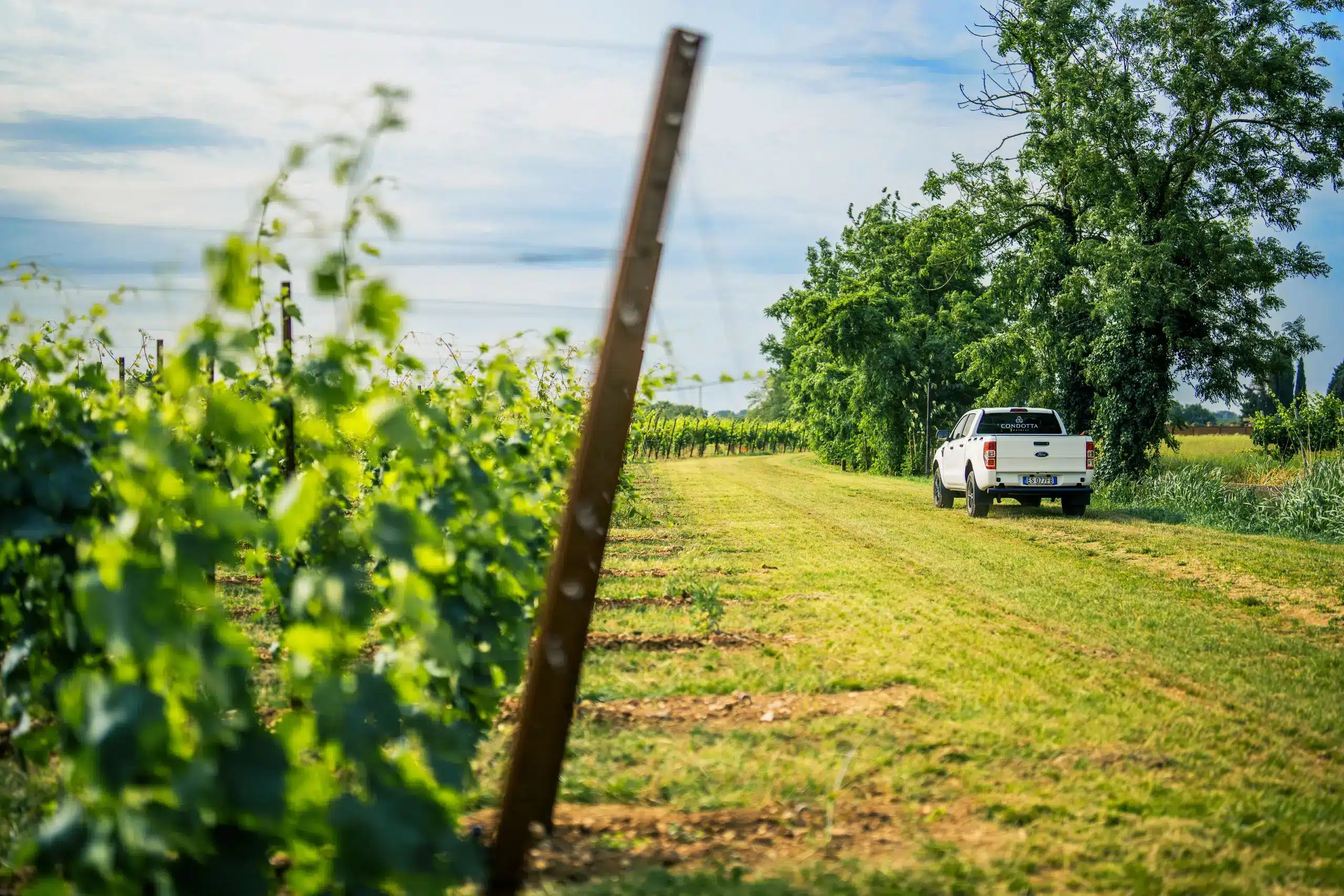 Pickup tra i vigneti